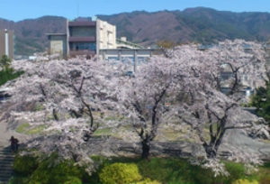 桜満開の甲府キャンパス
